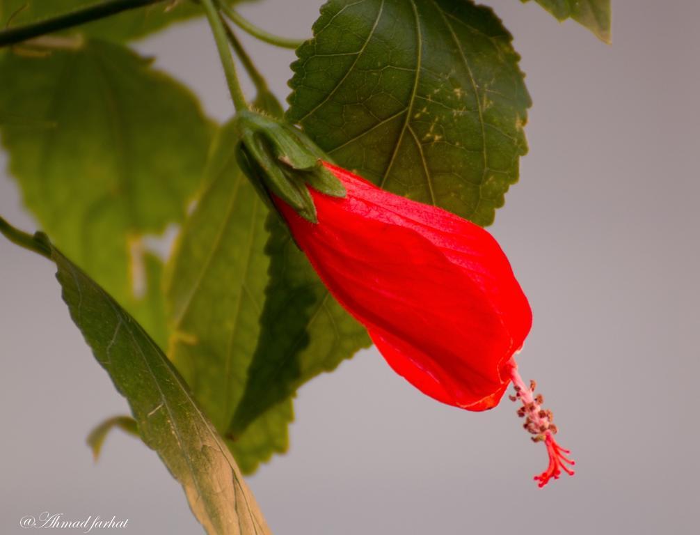 Sharhabil Bin Hasnah Ecopark Hotel Qulay'at ภายนอก รูปภาพ